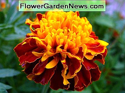 Doppel Ringelblume Blume Double Marigold Flower
