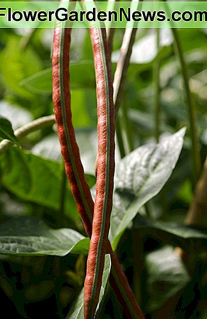 cowpea pods cowpea pods