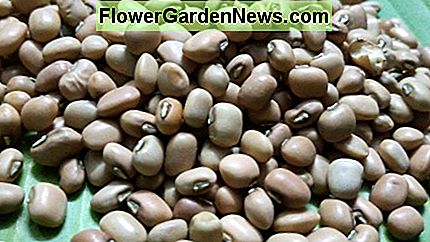 sorte øje ærter bønner / frø black-eyed pea beans/seeds