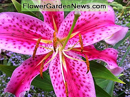 ดอกลิลลี่ Stargazer ทำให้ผลกระทบใหญ่ในสวน Stargazer lilies make a big impact in the garden.