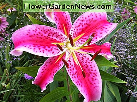 ดอกลิลลี่ Stargazer มักขโมยโชว์ในสวนของฉัน The Stargazer lilies always steal the show in my garden.