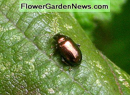 Bronze Flea Beetle. Bronze Flea Beetle.