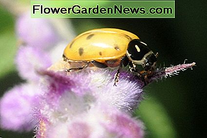 Marienkäfer sind nützlich für den Menschen, weil sie sich von Schädlingen ernähren, die Pflanzen zerstören. Ladybugs are beneficial to man because they feed on pests that destroy plants.