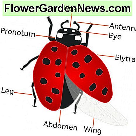Anatomie eines Marienkäfers Anatomy of a ladybug