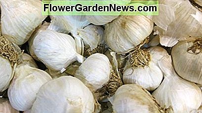 Frisch gegrabene Knoblauchzehen. Freshly dug garlic cloves.