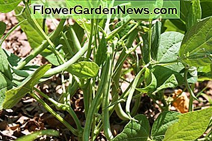 Grüne Bohnen in meinem Garten Green Beans in my Garden