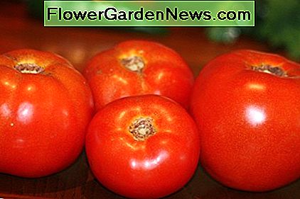 Frische Tomaten aus meinem Garten. Fresh tomatoes from my garden.