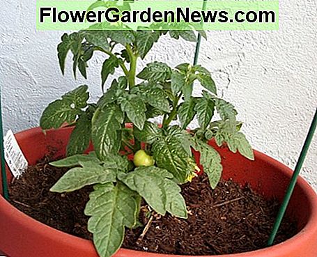 Balcon Jardin de tomates Balcony Tomato Garden