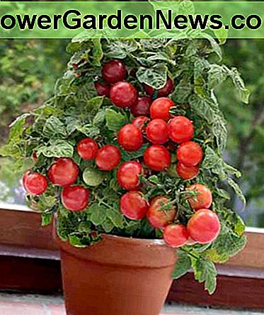 Récipient, tomate, patio Container Patio Tomato