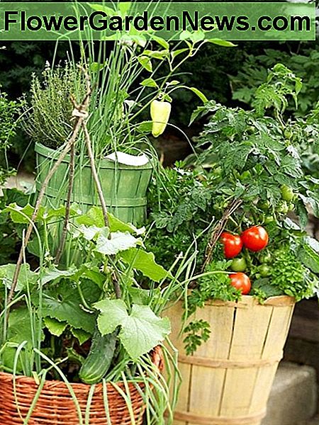 Idées fraîches pour la culture de légumes dans des conteneurs Fresh Ideas for Growing Vegetables in Containers
