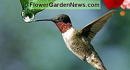 Karminroter Throated Kolibri Ruby Throated Hummingbird