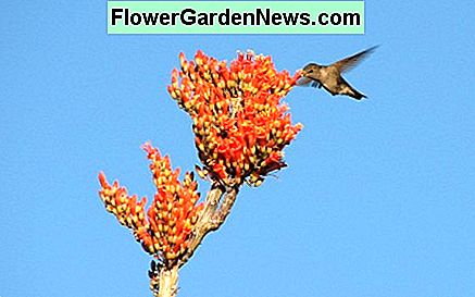 Blumen, um Kolibris anzuziehen Flowers to attract hummingbirds