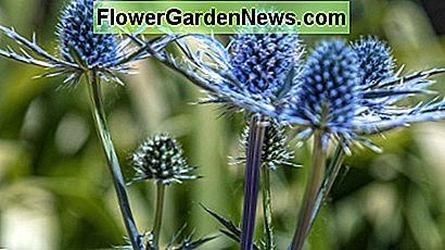 Big Blue Sea Holly (Eryngium zabelii) Big Blue Sea Holly (Eryngium zabelii)