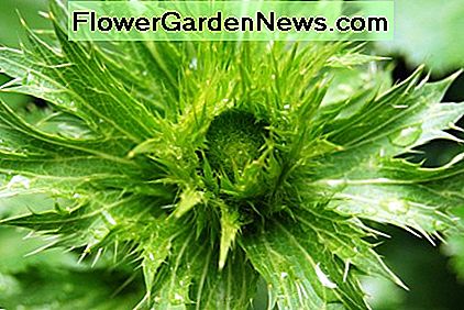 Flache Knospe der Meer-Stechpalme (Eryngium alpinum) Flat Sea Holly (Eryngium alpinum) bud