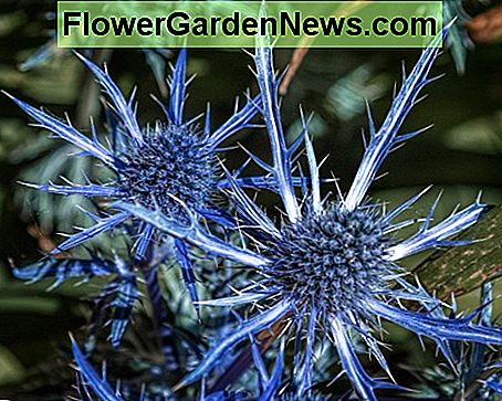 Big Blue Sea Holly (Eryngium zabelii) Big Blue Sea Holly (Eryngium zabelii)