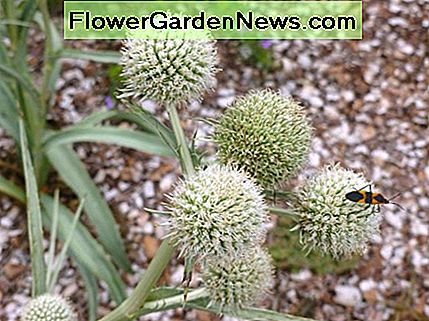 Eryngium yuccifolium (Klapperschlangenmeister) Eryngium yuccifolium (Rattlesnake Master)