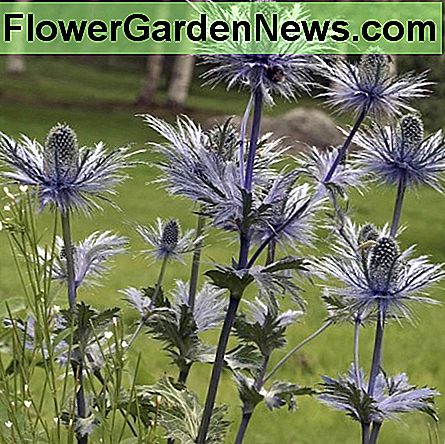 Eryngium alpinum (Flache Meer-Stechpalme) Eryngium alpinum (Flat Sea Holly)