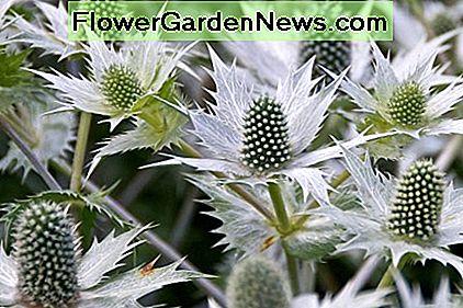 Eryngium giganteum (Riesen-Stechpalme) Eryngium giganteum (Giant Sea Holly)