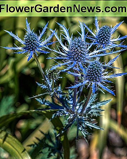 Big Blue Sea Holly (Eryngium zabelii) Big Blue Sea Holly (Eryngium zabelii)