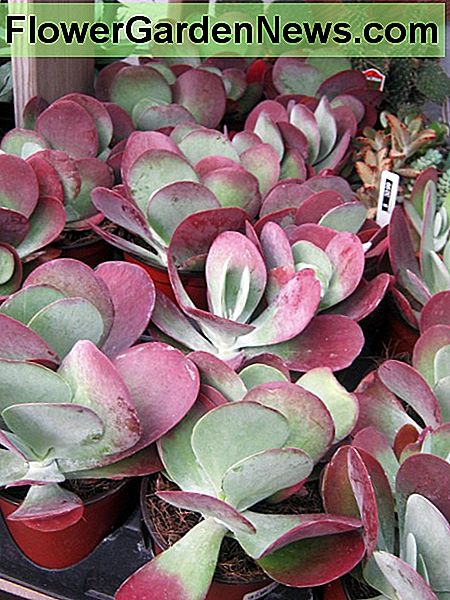 Das sind junge Paddelpflanzen The are young Paddle Plants