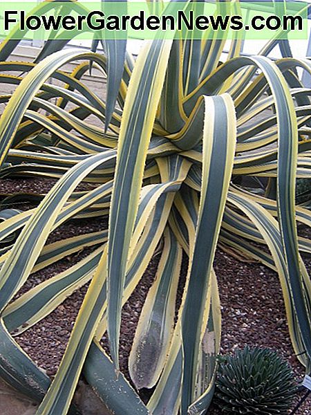 Diese riesige Pflanze wächst in einem Gewächshaus in Baltimores Druid Hill Park. This huge plant grows in a greenhouse at Baltimore's Druid Hill Park.