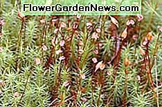 Polytrichum Kommune Polytrichum commune