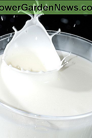 Beschleunigen Sie den Wachstumsprozess, indem Sie Milch oder Buttermilch bürsten! Speed up the growing process by brushing on milk or buttermilk!