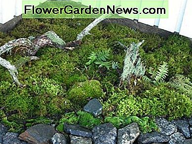 Eine Moosecke! A moss corner!