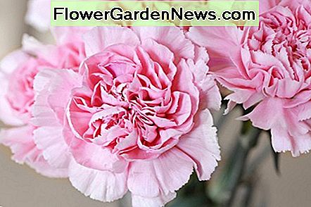 Doppelrosa Double Pinks