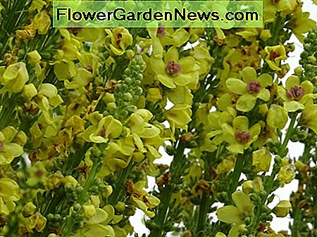 Verbascum Verbascum