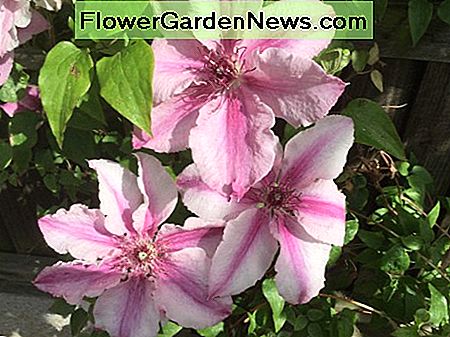 Clematis Margaret Hunt, gepflanzt auf Spalier, genagelt auf einen 6 Meter hohen Holzzaun Clematis Margaret Hunt, planted on trellis nailed to a west-facing 6ft wooden fence
