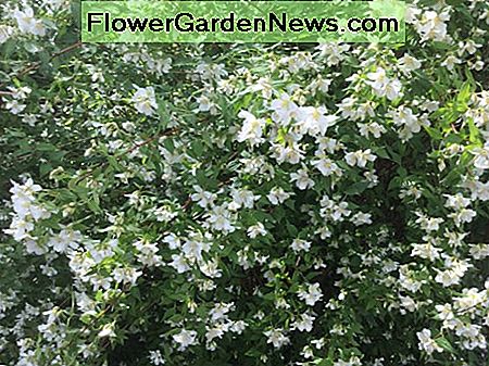Philadelphus (Scheinorange). Ein mehrjähriger Strauch, der im Juni blüht und einen wunderbaren Duft hat, der an Kaugummi erinnert. Philadelphus (Mock Orange). A perennial shrub, flowering in June, that has a wonderful scent that is reminiscent of bubble gum.