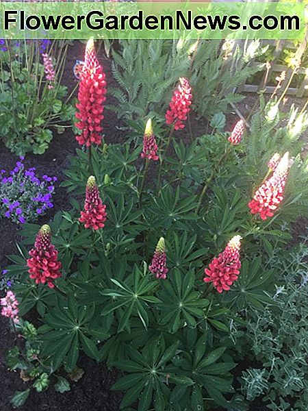 Ende Mai Lupinen Late May Lupins