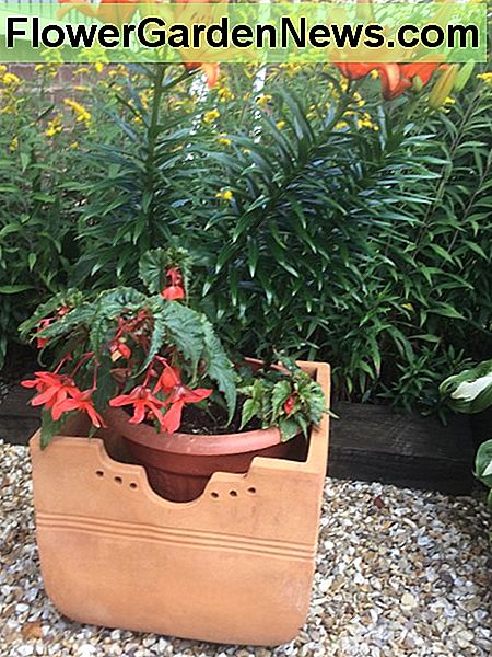 Asiatische Lilie, Brunello gewachsen mit Begonienkaskadenorange in einem Osteinfassungspotentiometer Asiatic lily, Brunello grown with begonia cascade orange in an east facing pot