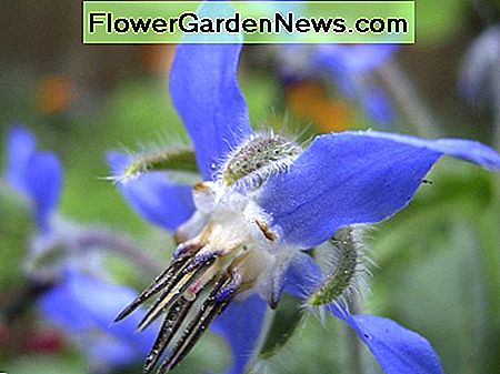 Borretsch. Ein jährliches Kraut auch bekannt als Starflower Es wird für medizinische Zwecke und beim Kochen verwendet. Borage. An annual herb also known as starflower It is used both for medicinal purposes and in cooking.