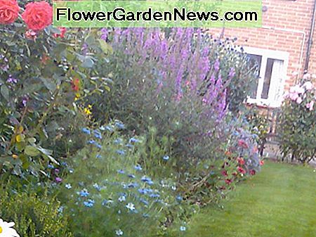 Eine gemischte Grenze von Sträuchern, mehrjährigen und einjährigen Pflanzen. Es gibt einen Rasen im Garten meines Vaters, obwohl dies kein traditioneller Bestandteil eines Bauerngartens ist A mixed border of shrubs, perennial, and annual plants. There is a lawn in my father's garden, though this is not a traditional component of a cottage garden