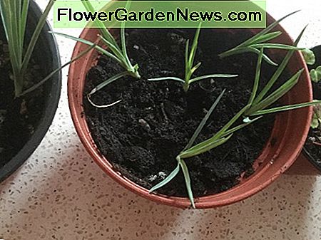 Stecklinge von Gartenpinks Cuttings of garden pinks