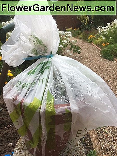 Wir sollten alle vermeiden, eine Plastiktragetasche im Supermarkt aufzuheben, aber gelegentlich findet man sie in das Haus. Hier ist eine Möglichkeit, es zu nutzen We should all be trying to avoid picking up a plastic carrier bag at the supermarket but ocassionally one finds it way into the home. Here's a way to make use of it