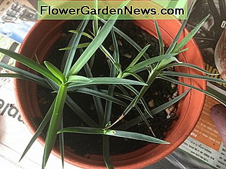 Stecklinge, die verwurzelt sind und angefangen haben zu wachsen Cuttings which have rooted and started to grow
