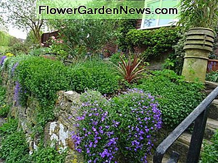 Ein Frühling Rockeyery hinter einer Steinstützmauer, die einen modernen Bungalow in einem Wiltshire-Dorf gegenüberstellt A Springtime rockery behind a stone retaining wall fronting a modern bungalow in a Wiltshire village