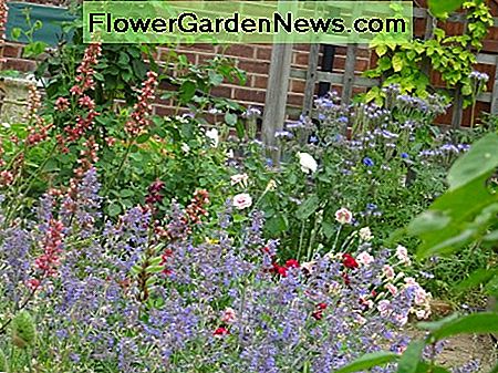 Nepeta, Heuchera und Pinks wachsen zwischen Rosenbüschen Nepeta, Heuchera, and Pinks growing amongst rose bushes