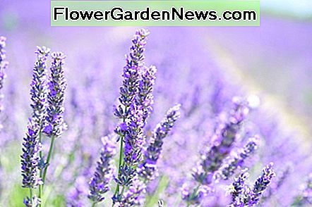 Englische Lavendelblüte English Lavender Blossom