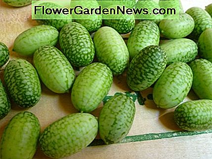 Mouse Melon Fruits uit 2013 oogst. Mouse Melon Fruits from 2013 harvest.