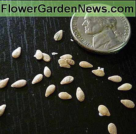 Muis meloen zaden. Klein fruit betekent kleine zaden! Mouse melon seeds. Small fruits means small seeds!