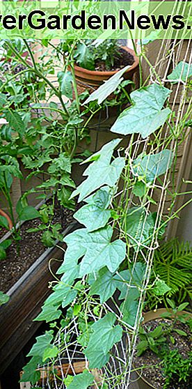 Muis meloen wijnstokken op een zelfgemaakte draad Trelly. Het afgebeelde traliewerk is met de hand gebonden met hennepstreng. Mouse melon vines on a homemade twine trellis. The trellis pictured is hand tied with hemp twine.