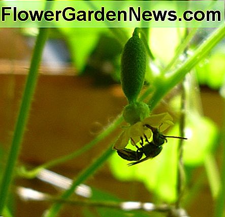 Vrouwelijke muismeloen bloem wordt bestoven door een lokale bijensoort! Female mouse melon flower being pollinated by a local bee species!