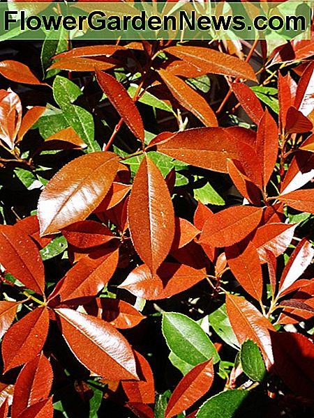 Rudos viršūnės fotinijos metų rudenį. Red tip photinias in the Spring of the year.