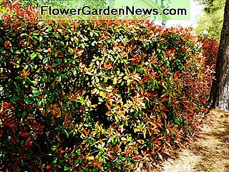 Hedge of photinias in our subdivision.