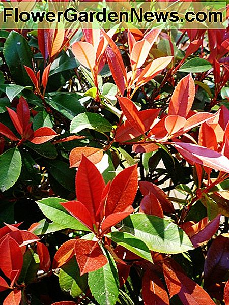 Gana atrodo raudonai suvirškintos fotonijos augalai. Pretty looking red tipped photinia plants.