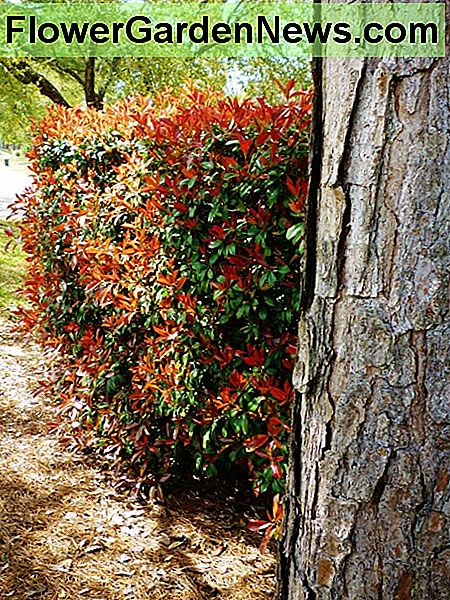 Photinia apdaila pavasarį Photinia hedge in the Spring
